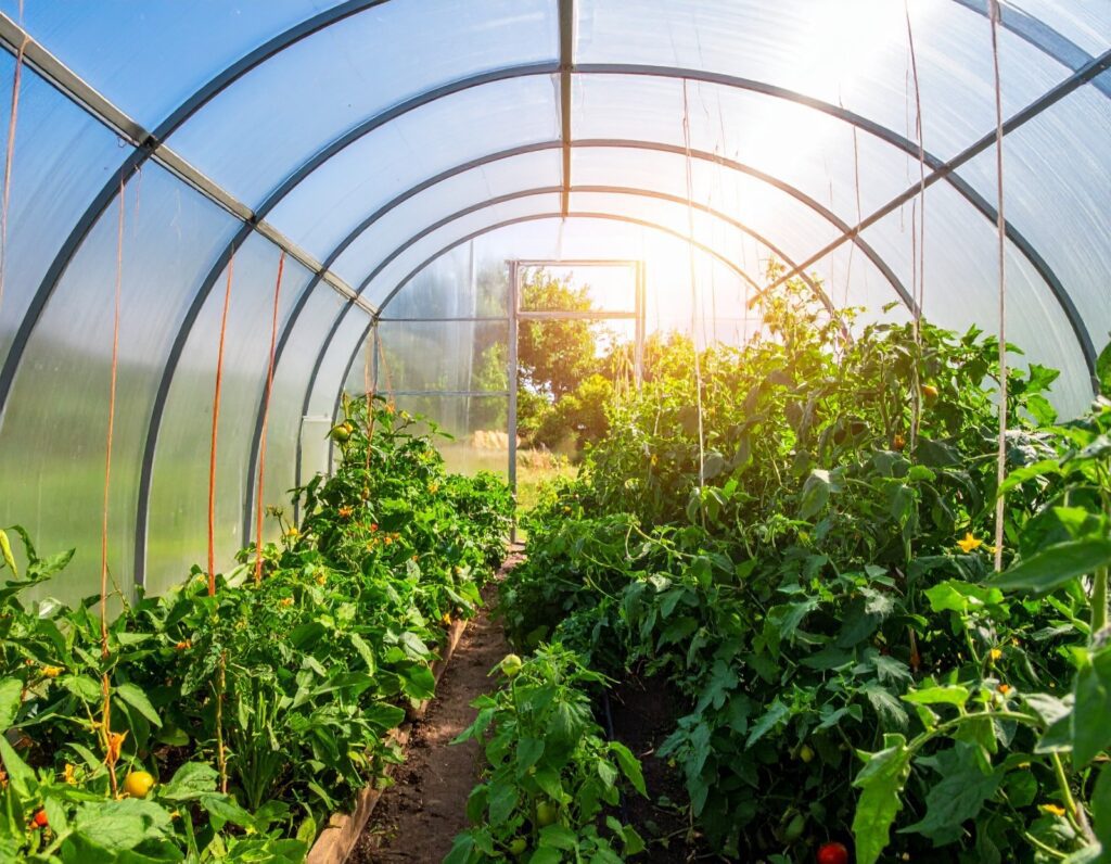 A large commercial greenhouse filled with thriving crops, showcasing the benefits of propane for farms, propane-powered equipment, and propane delivery and storage for efficient agricultural operations.